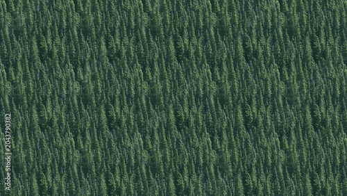 Εκτύπωση καμβά Aerial view of a dense coniferous evergreen forest showing many tall pine trees