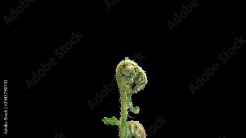 Time lapse of fern plant unrolling new fronds with ALPHA transparency channel isolated on black background, 4K