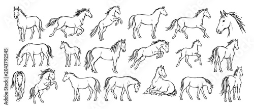 Tableau sur toile Hand drawn horse outline sketch set with running, standing and jumping equine po