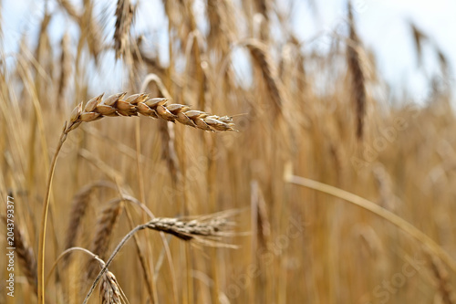 Golden wheat field background ready for harvest in the countryside during summer