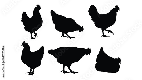 chicken silhouettes on white background silhouette bird farm animal poultry hen