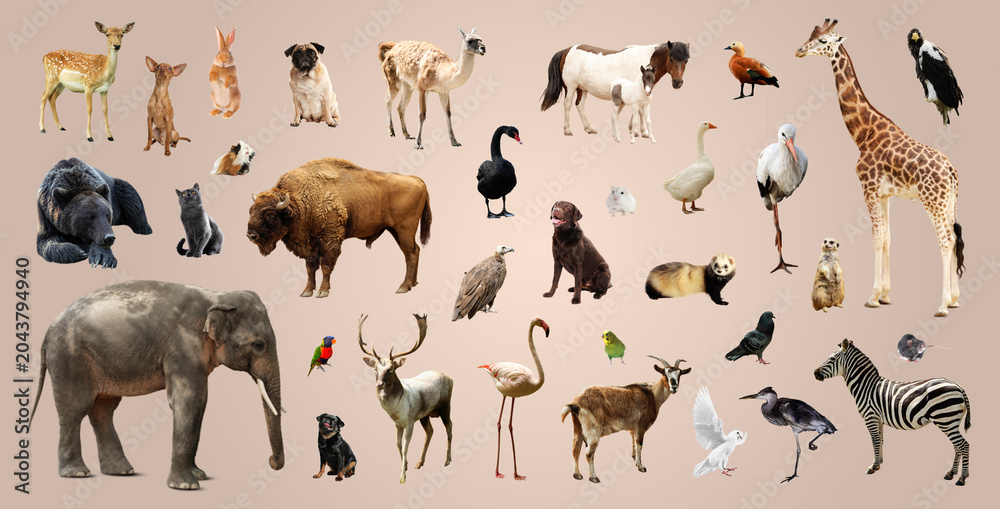 Obraz premium Collection of different animals on beige background