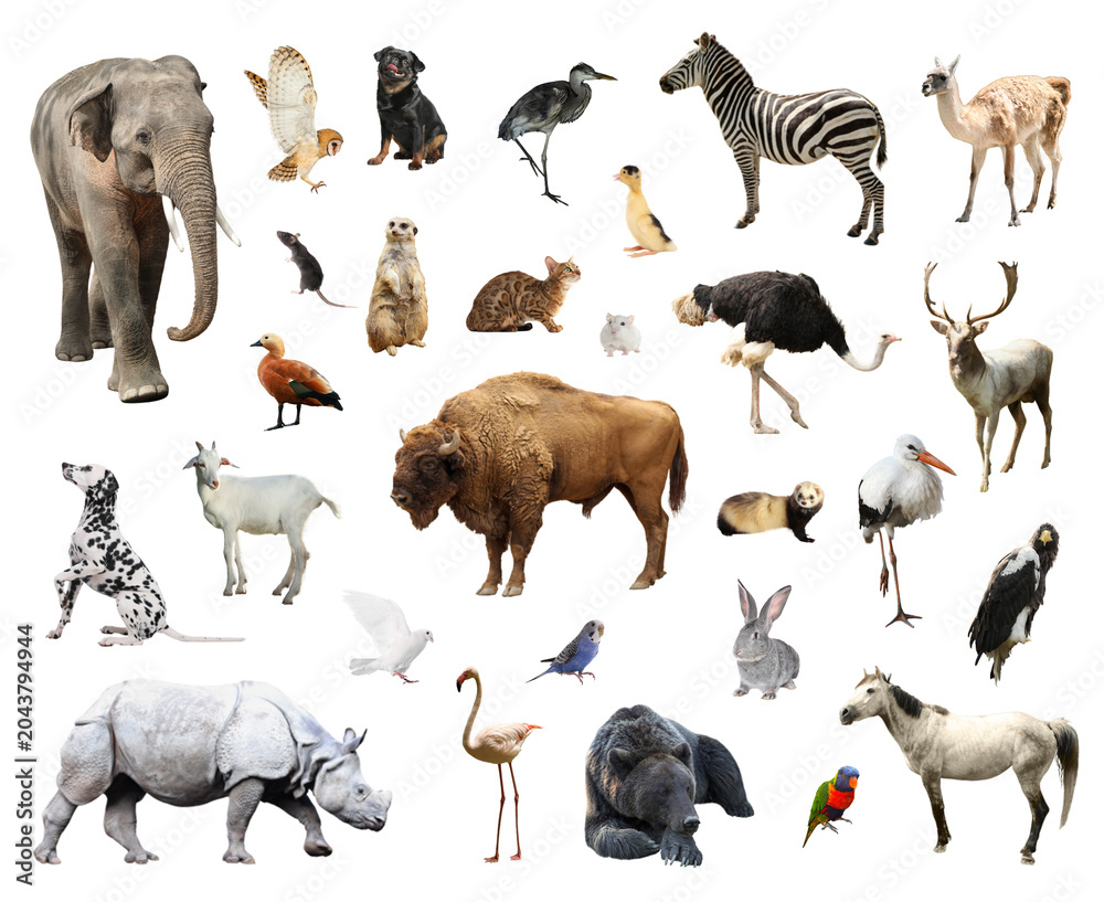 Obraz premium Set of different animals on white background
