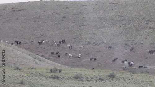 Herd of Wild Horses in Springtime in the Utah Desert