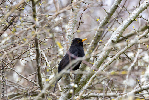 Canvas Print Male Blackbird in a Spring Tree