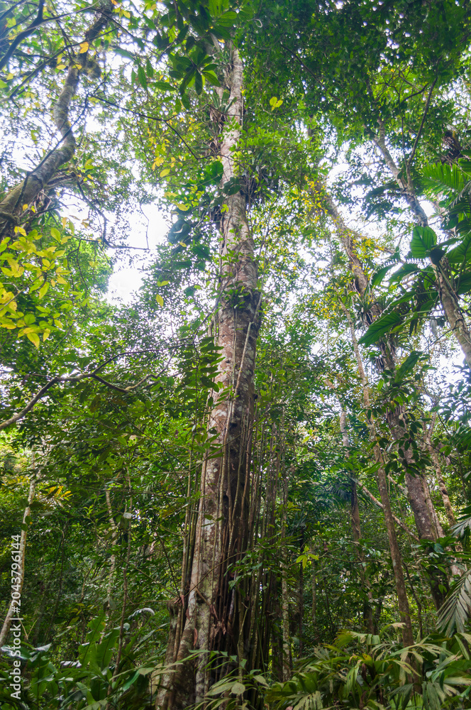 Fototapeta premium trees in the forest