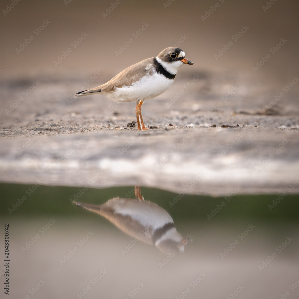 Obraz premium Semipalmated Plover Reflection on the beach