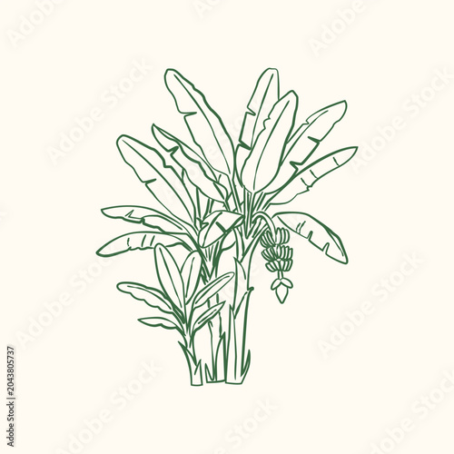 Fotografie Banana plant outline drawing with leaves and fruit cluster in botanical style