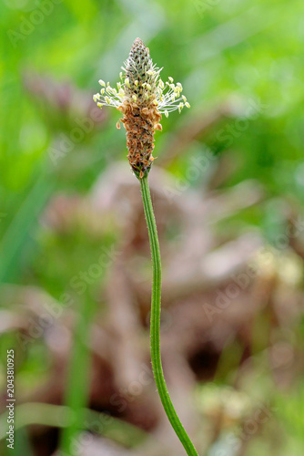 Ribwort plantain flower by the wayside. Plantago lanceolata