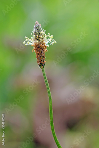 Ribwort plantain flower by the wayside. Plantago lanceolata
