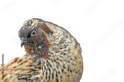 Outdoors: The Japanese quail in paradise