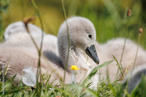 Foto Mute Swan cygnet (Cygnus olor) resting in a wildflower meadow at ground level, f
