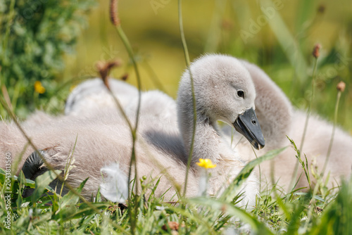 Photography Mute Swan cygnet (Cygnus olor) at extreme ground level, head bowed toward a yell