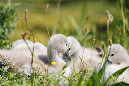 Tableau sur toile Three Mute Swan cygnets (Cygnus olor) resting together in a spring wildflower me