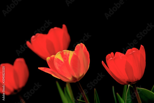 Tulip Macro
