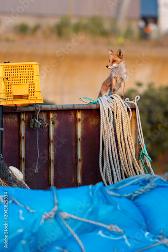 Red fox perched on fishing equipment near harbor at sunset