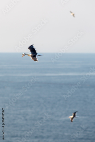 Seagull flying over calm ocean with copy space and soft evening light