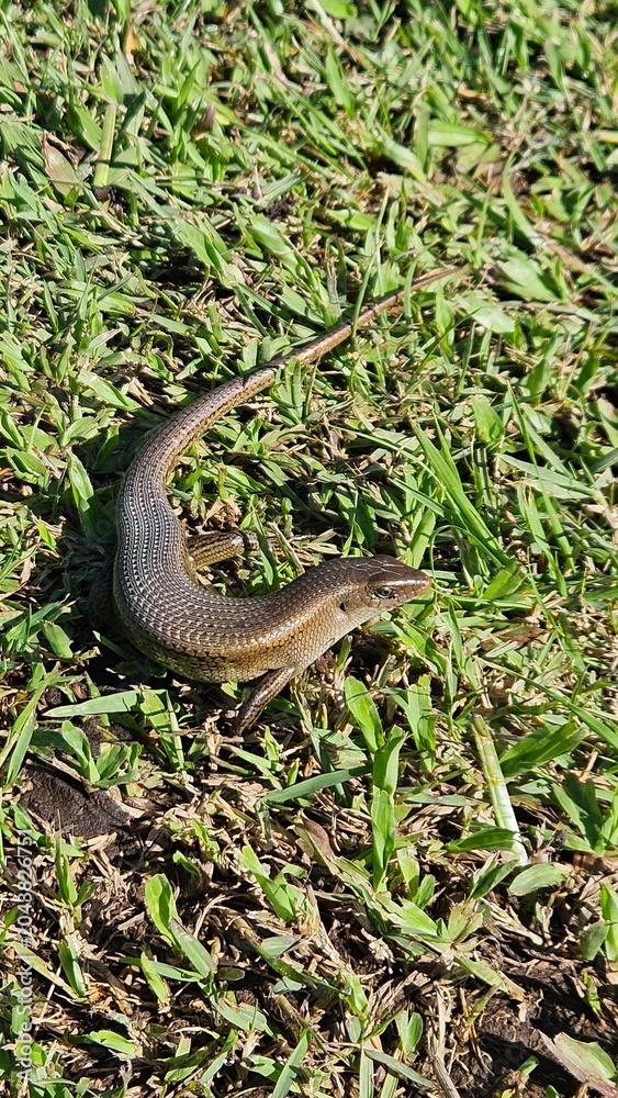 Obraz premium Close-up of a brown skink lizard resting in bright green grass in Ubud, Bali