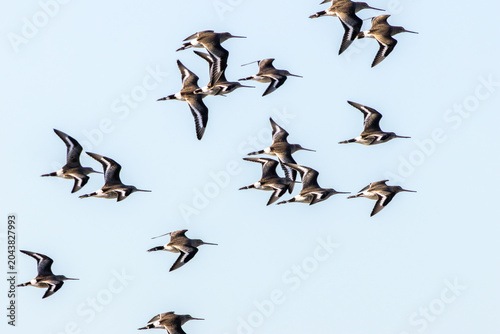 Tableau sur toile Flock of Black-tailed Godwits in Flight