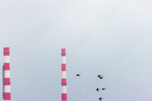 Photography Godwits and the Poolbeg Chimneys