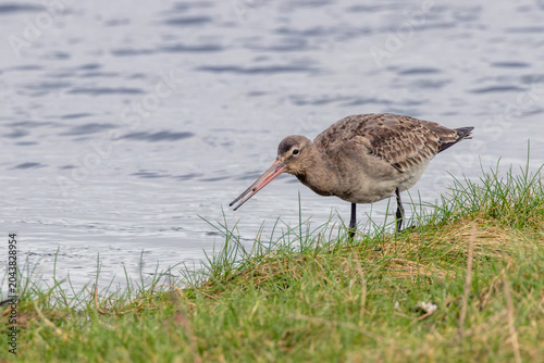 Photography Black-tailed Godwit Feeding