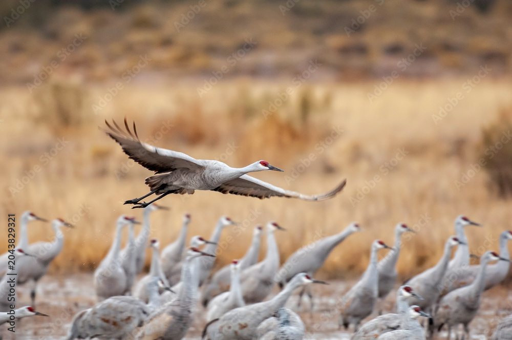 Naklejka premium Male Sandhill Crane Flying Over Group of Sandhills
