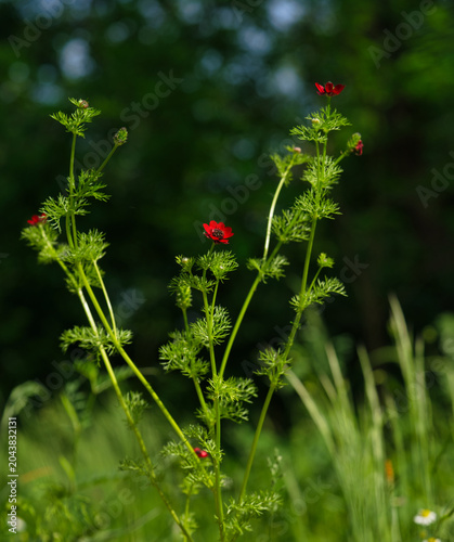 blooming summer pheasant