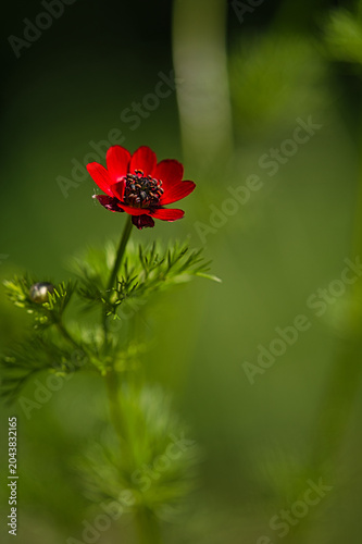summer pheasant's-eye red flower