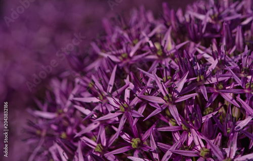 giant onion flowers close-up