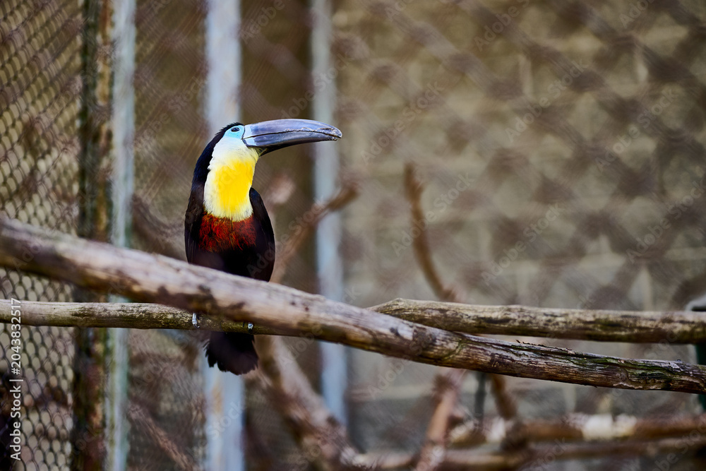 Obraz premium A striking toucan rests gracefully on a branch in a wildlife sanctuary. Its vibrant colors are illuminated by the sun, showcasing natures beauty in a serene setting