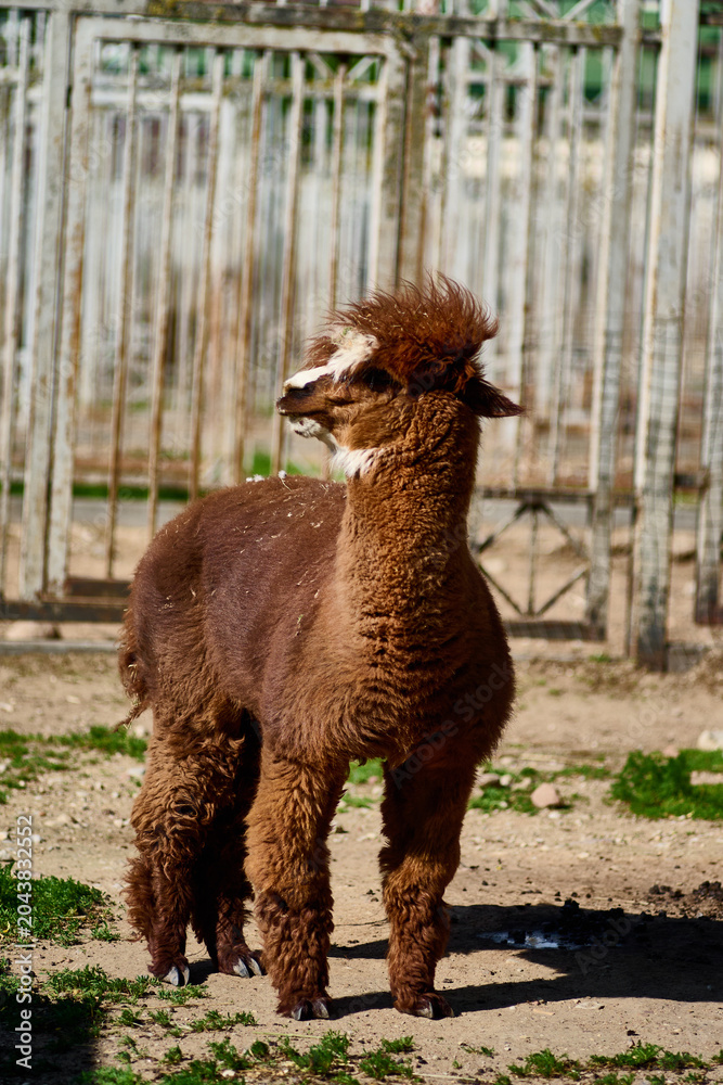 Naklejka premium A fluffy brown alpaca confidently stands in a sunlit farmyard, its thick coat shimmering softly. The surrounding rustic fences and lush green grass add charm to the scene