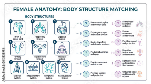 Tableau sur toile Female Anatomy Body Structure Matching Educational Diagram
