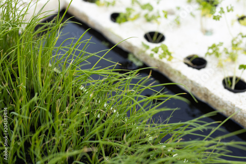 Dense green seedlings are growing on black tray, white foam board holding tiny shoots with droplets