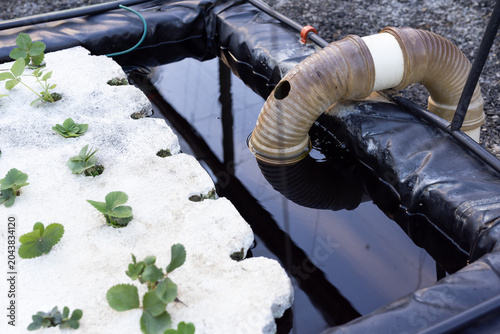 White planting raft holding green seedlings sitting on gravel by lined tank, hose entering