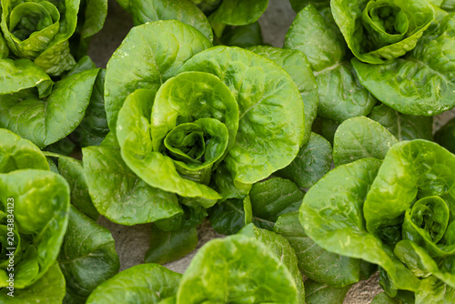 Butterhead lettuce heads are forming glossy rosettes in raised garden bed, with water droplets