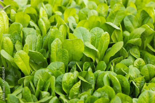 Lettuce leaves are filling vegetable bed, showing glossy surfaces and scattered water droplets