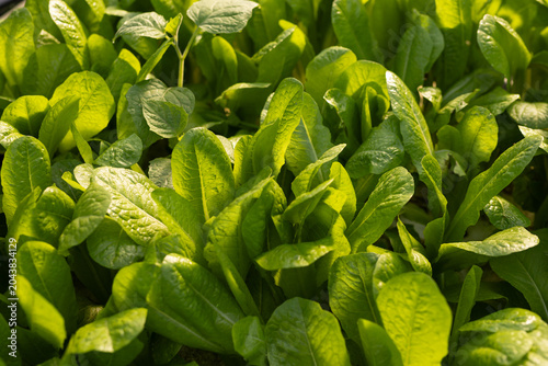 Romaine lettuce leaves are glistening with dew in sunlit garden bed, revealing soil