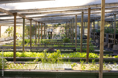 Rows of raised planting troughs are holding leafy seedlings under translucent roof with drip lines