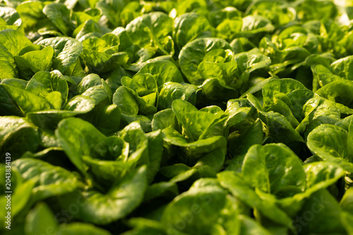 Butterhead lettuce heads are glistening under warm sunlight at canopy level with water droplets