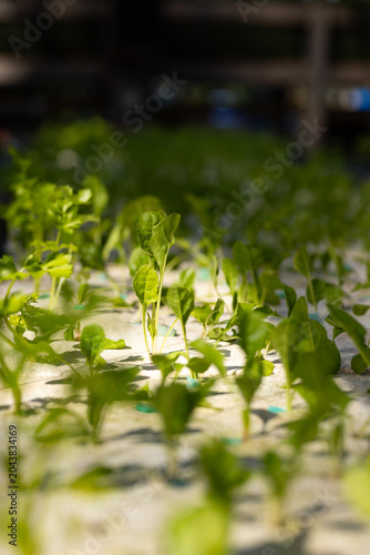 Single leafy green seedling standing at center in white foam tray with blue dots, shelving blurred