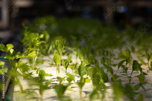 Small green seedlings are emerging in white foam tray on nursery bench, with black tubing