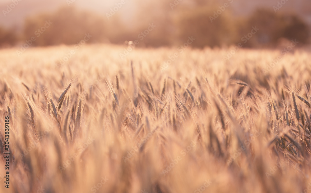 Obraz premium Golden Wheat Field in Warm Sunset Glow