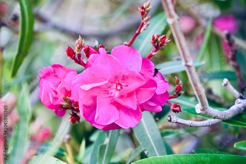A beautiful vertical close-up shot of a single bright pink oleander (Nerium oleander) flower blooming with five petals, surrounded by narrow green leaves and small reddish buds.