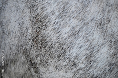 Fotografie Detailed close-up shot of a thick silver and charcoal gray wool texture, perfect for minimalist winter fashion concepts, cozy home interior design, and abstract organic patterns