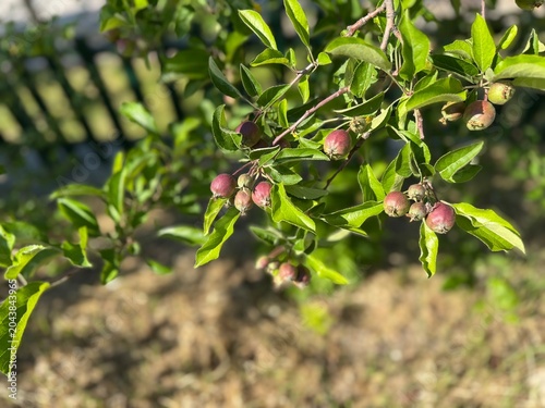 Obraz na plátně Wild apple tree (Malus sylvestris) with small red berries and clusters of lush green leaves