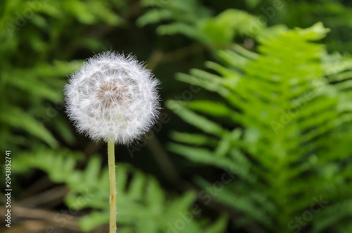 Foto fluffy dandelion seed head
