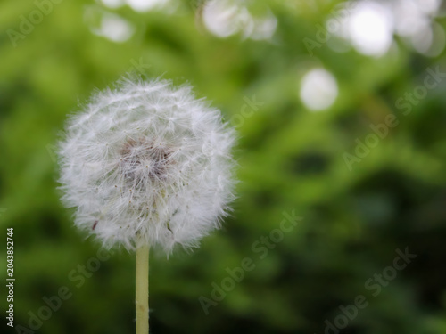 Obraz na plátne white fluffy dandelion seed head