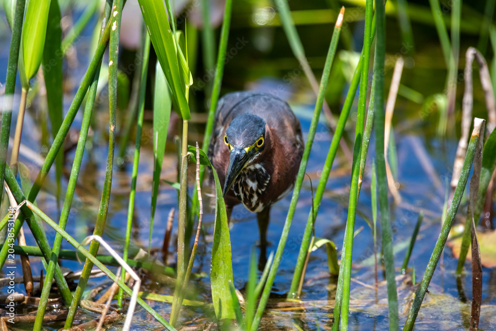 Fototapeta premium Face portrait of a green heron in marsh vegetation