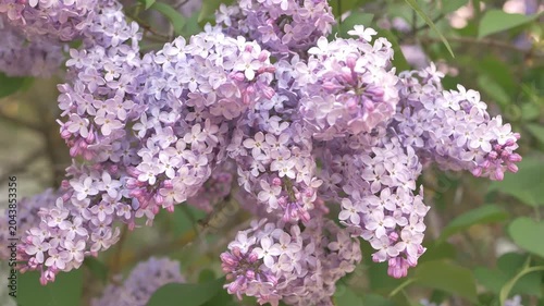 Blooming Lilac Flowers Close Up in  Garden. Beautiful Blooming Lilac Flowers Background