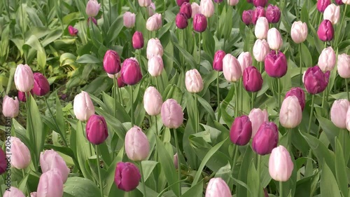 Pink and Purple Tulips Blooming in Spring Garden Meadow, Colorful Floral Background